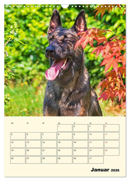 Produktbild: Familienplaner Tausendsassa Malinois (Wandkalender 2026 DIN A3 hoch), CALVENDO Monatskalender