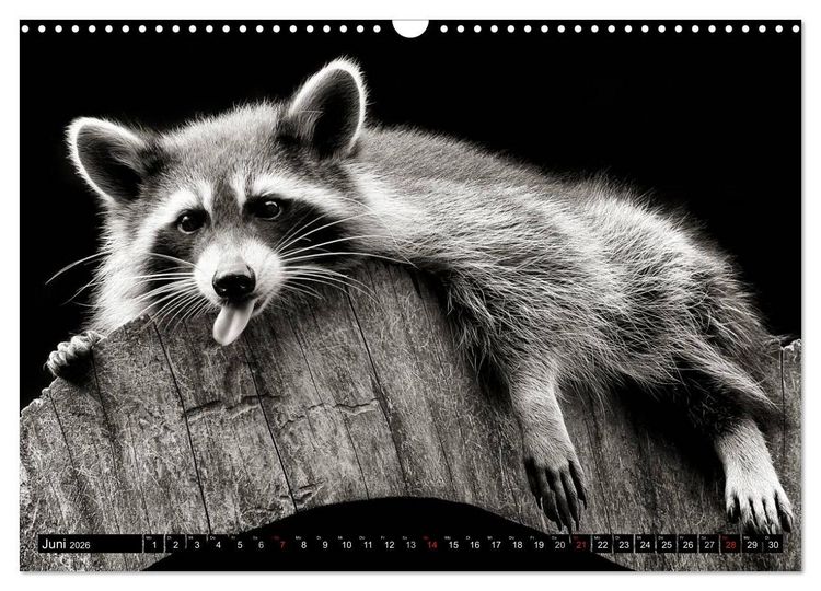 Produktbild: Waschb&auml;ren - Maskierte Gauner (Wandkalender 2026 DIN A3 quer), CALVENDO Monatskalender
