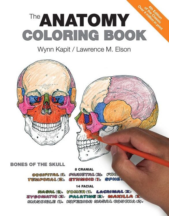 Produktbild: Anatomy Coloring Book, The
