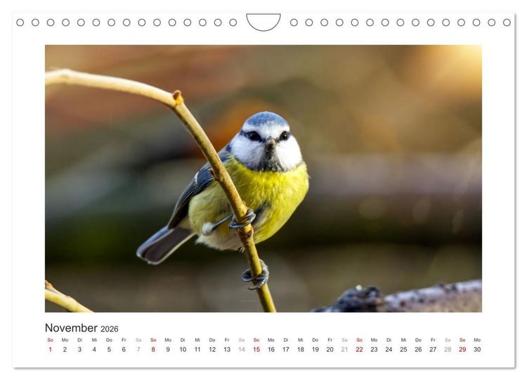 Produktbild: Gefiederte Garteng&auml;ste, Blaumeisen (Wandkalender 2026 DIN A4 quer), CALVENDO Monatskalender