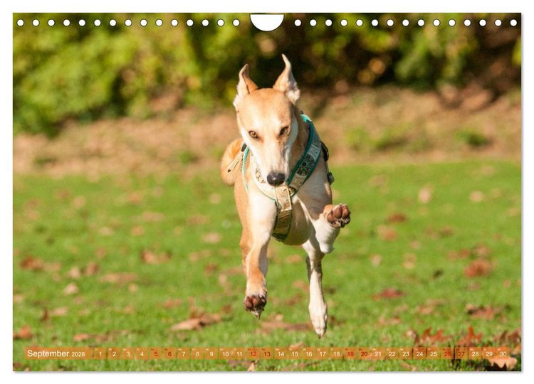 Produktbild: Witziger Windhund - Portugiesischer Galgo (Wandkalender 2026 DIN A4 quer), CALVENDO Monatskalender