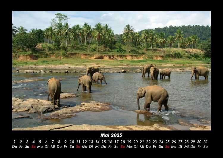 Produktbild: Tierkalender 2025 Fotokalender DIN A3