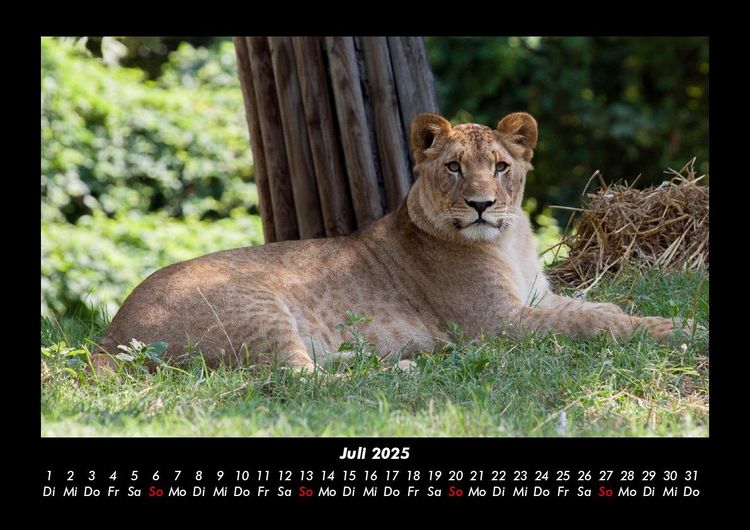Produktbild: Welt der Tiere 2025 Fotokalender DIN A3
