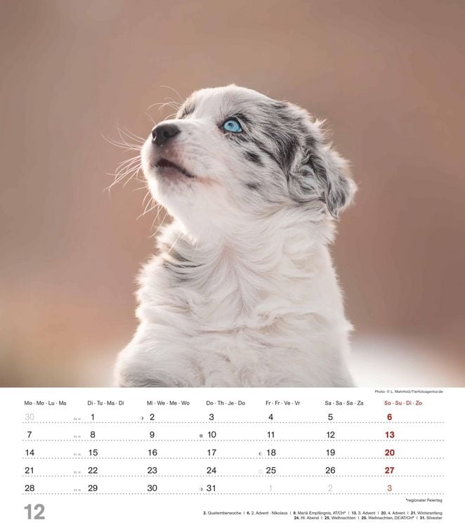 Produktbild: Niedliche Hundekinder 2026 - Wand-Kalender - Tier-Kalender - 30x34