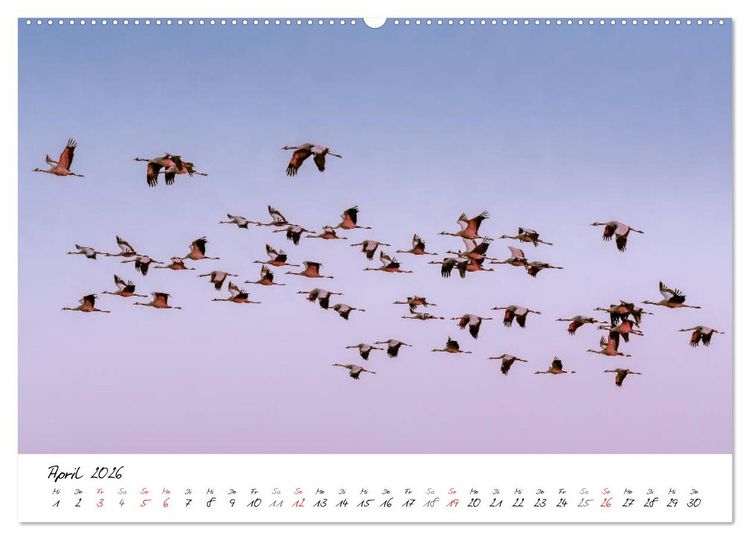 Produktbild: Mein Fischland! Unterwegs auf dem Dar&szlig; (Wandkalender 2026 DIN A2 quer), CALVENDO Monatskalender