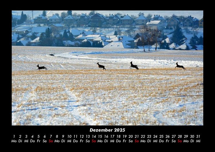 Produktbild: Bilder der Natur 2025 Fotokalender DIN A3