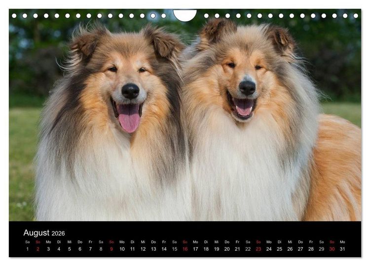 Produktbild: Faszination Collie 2026 (Wandkalender 2026 DIN A4 quer), CALVENDO Monatskalender
