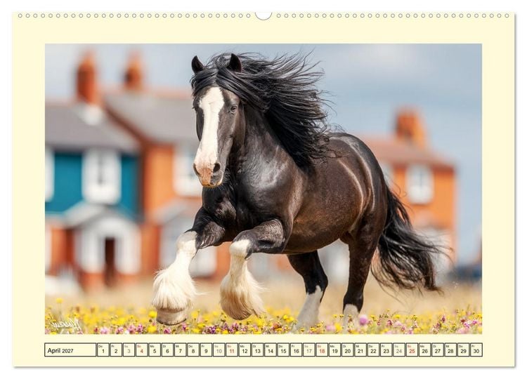 Produktbild: Shire Horse Momente. Masse und Kraft in Bewegung (Wandkalender 2027 DIN A2 quer), CALVENDO Monatskalender