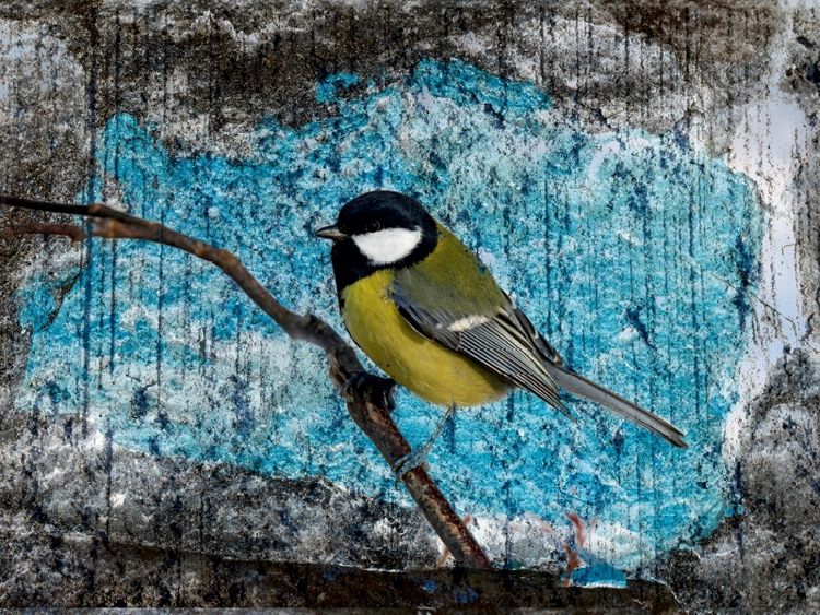 Produktbild: CALVENDO Puzzle Kohlmeise | 1000 Teile Lege-Gr&ouml;&szlig;e 64x48cm Foto-Puzzle f&uuml;r gl&uuml;ckliche Stunden