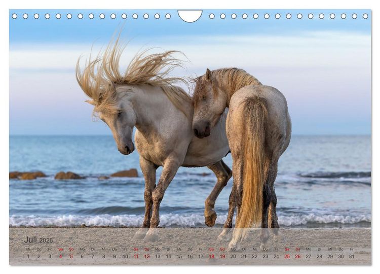 Produktbild: Die wei&szlig;en Pferde der Camargue (Wandkalender 2026 DIN A4 quer), CALVENDO Monatskalender