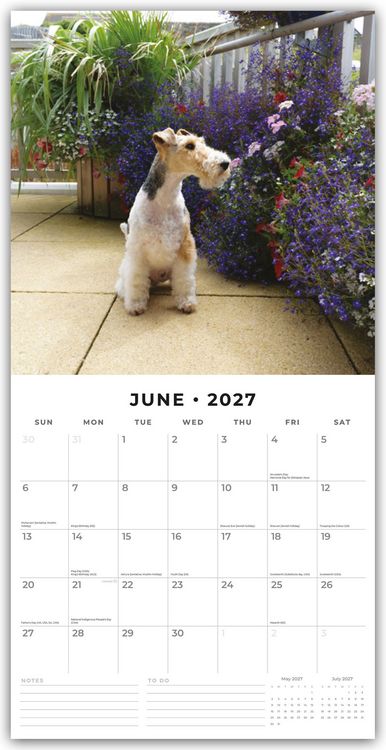 Produktbild: Fox Terriers &ndash; Foxterrier 2027 &ndash; 16-Monatskalender