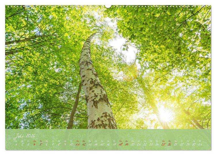 Produktbild: Waldwelten (hochwertiger Premium Wandkalender 2026 DIN A2 quer), Kunstdruck in Hochglanz