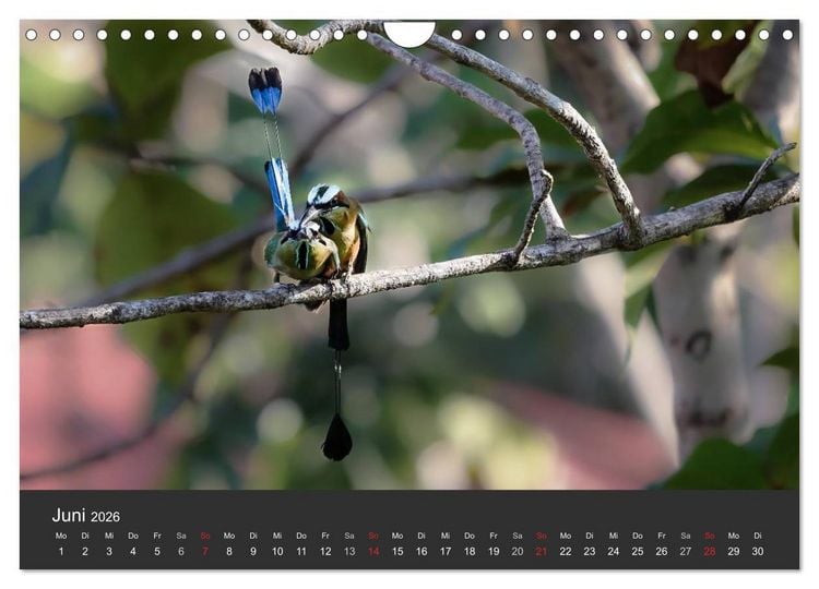 Produktbild: Costa Rica 2026 Exotische Vogelwelt (Wandkalender 2026 DIN A4 quer), CALVENDO Monatskalender