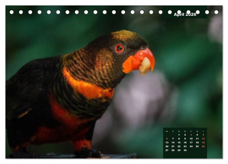 Produktbild: Papageien - Frech, sch&ouml;n und schlau (Tischkalender 2026 DIN A5 quer), CALVENDO Monatskalender