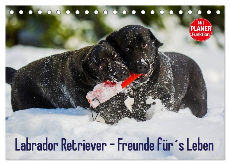 Produktbild: Labrador Retriever - Freunde f&uuml;r&acute;s Leben (Tischkalender 2026 DIN A5 quer), CALVENDO Monatskalender