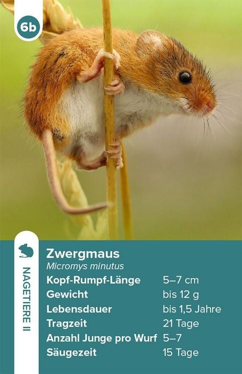Produktbild: Einheimische S&auml;ugetiere &ndash; das Quartett-Spiel