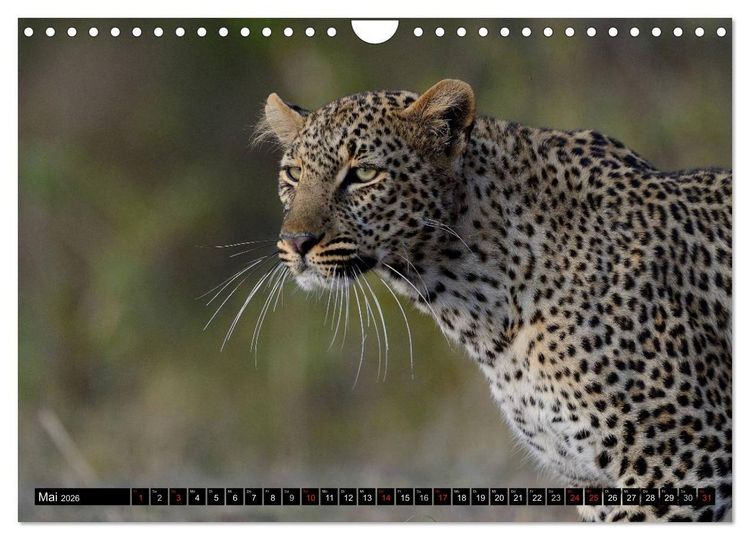 Produktbild: Faszination Afrika: Der Leopard (Wandkalender 2026 DIN A4 quer), CALVENDO Monatskalender