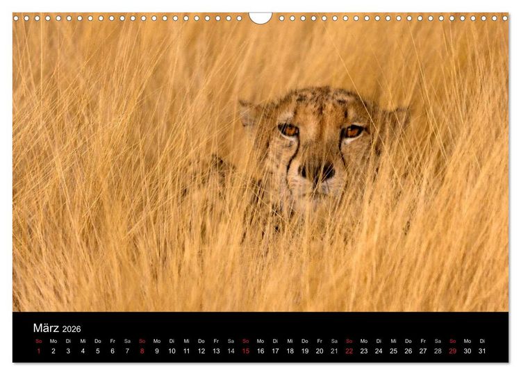 Produktbild: Afrikas Raubkatzen (Wandkalender 2026 DIN A3 quer), CALVENDO Monatskalender