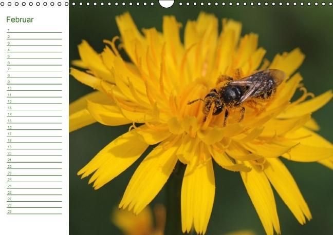 Produktbild: Bienen - Emsige Helfer (Wandkalender immerw&auml;hrend DIN A3 quer)