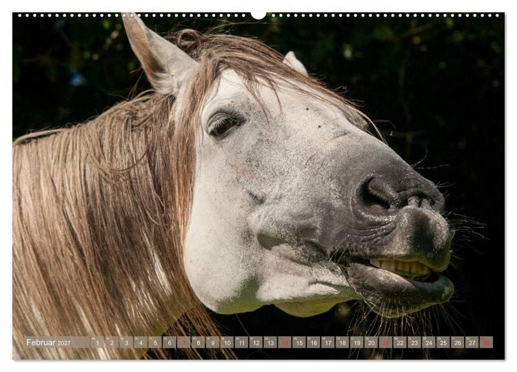 Produktbild: Das Lachen der Pferde - Lustige Gesichter (hochwertiger Premium Wandkalender 2027 DIN A2 quer), Kunstdruck in Hochglanz