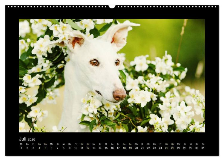 Produktbild: Windhund bunt (Wandkalender 2026 DIN A2 quer), CALVENDO Monatskalender
