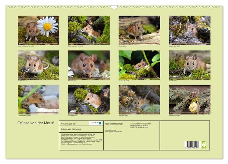 Produktbild: Gr&uuml;sse von der Maus! (Wandkalender 2026 DIN A2 quer), CALVENDO Monatskalender