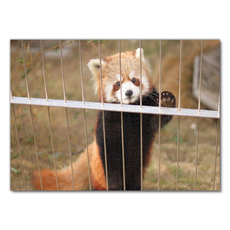 Produktbild: Lais Puzzle Roter Panda 1000 Teile