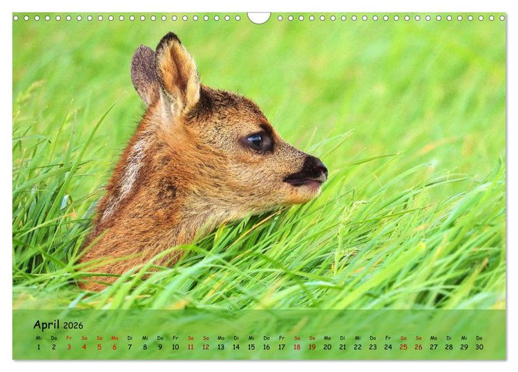 Produktbild: Wilder Nordosten - Aug in Aug mit Tieren der Ostseeregion (Wandkalender 2026 DIN A3 quer), CALVENDO Monatskalender