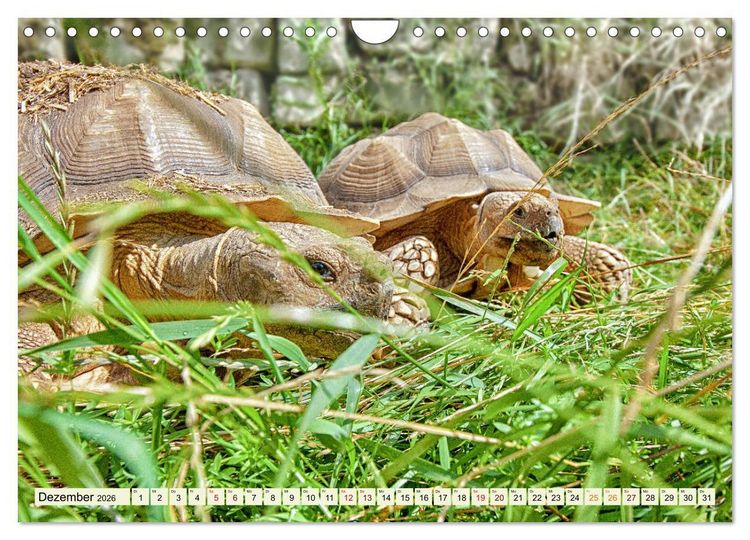 Produktbild: Herkules and Friends (Wandkalender 2026 DIN A4 quer), CALVENDO Monatskalender