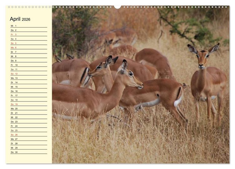 Produktbild: Afrika. Tiere in freier Wildbahn (hochwertiger Premium Wandkalender 2026 DIN A2 quer), Kunstdruck in Hochglanz