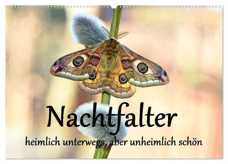 Produktbild: Nachtfalter - heimlich unterwegs, aber unheimlich sch&ouml;n (Wandkalender 2026 DIN A2 quer), CALVENDO Monatskalender