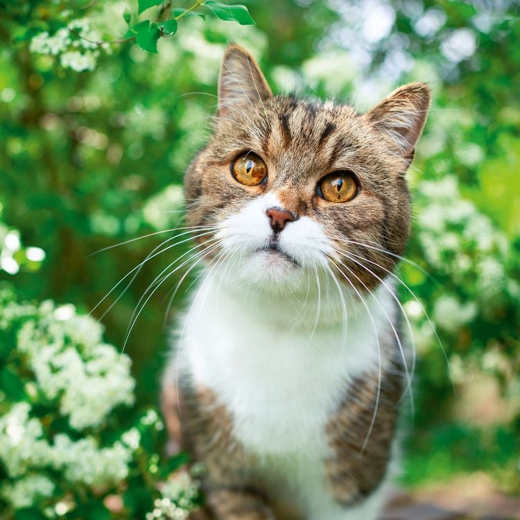 Produktbild: Cool Cats 2027