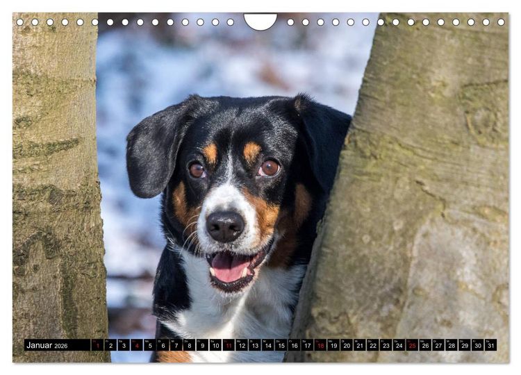 Produktbild: Entlebucher Sennenhund - treue Freunde (Wandkalender 2026 DIN A4 quer), CALVENDO Monatskalender