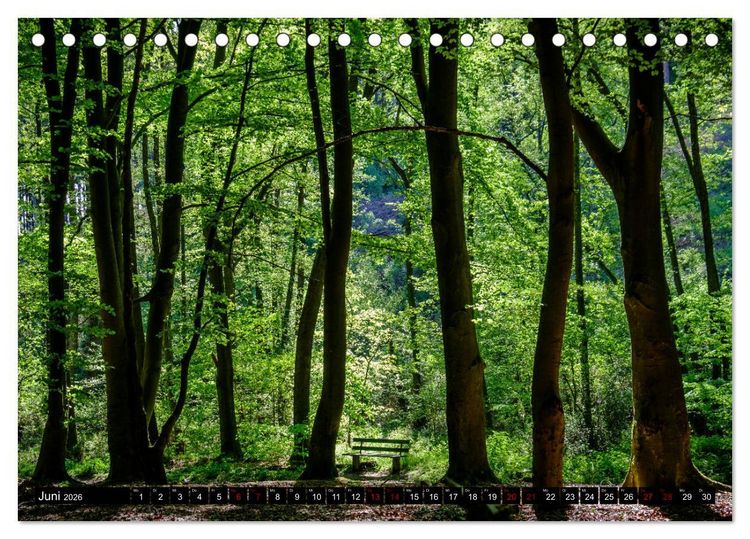 Produktbild: Wege des einfachen Gl&uuml;cks - Spazierg&auml;nge im Wald (Tischkalender 2026 DIN A5 quer), CALVENDO Monatskalender