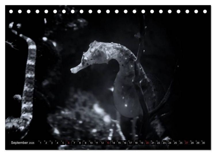 Produktbild: Meerestiere Bilder in Schwarz Weiss (Tischkalender 2026 DIN A5 quer), CALVENDO Monatskalender