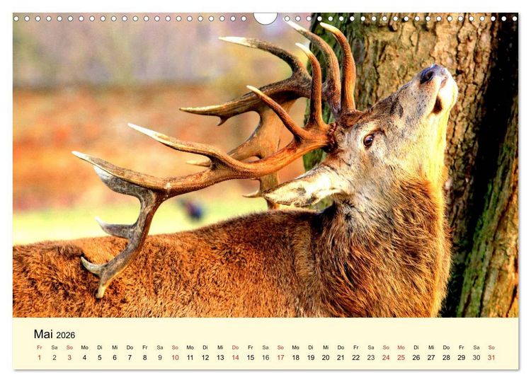 Produktbild: Scheue Wildtiere in heimischen W&auml;ldern und Bergen (Wandkalender 2026 DIN A3 quer), CALVENDO Monatskalender