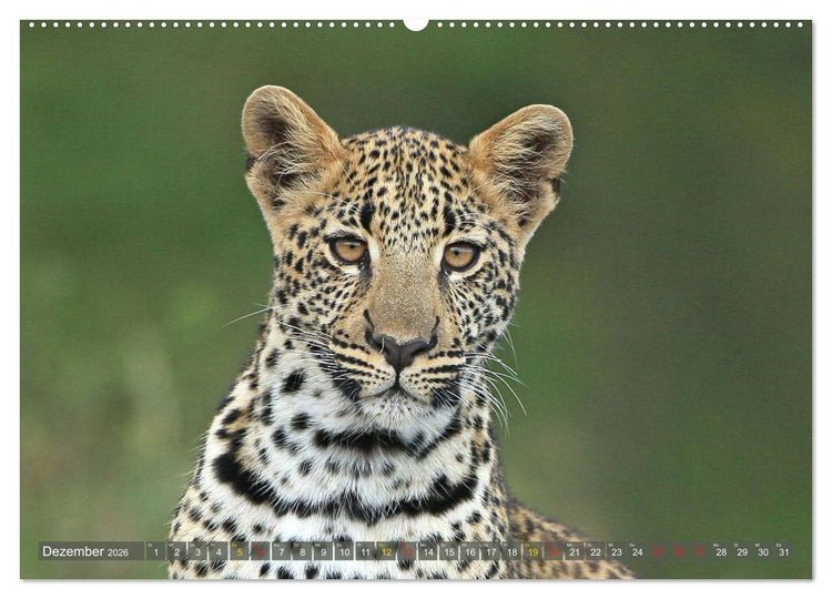 Produktbild: L&ouml;wen und Leoparden - Begegnungen in Afrika (hochwertiger Premium Wandkalender 2026 DIN A2 quer), Kunstdruck in Hochglanz