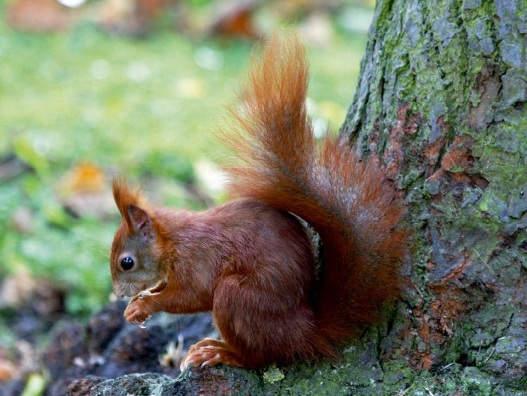 Produktbild: CALVENDO Puzzle Eichh&ouml;rnchen in freier Natur | 1000 Teile Lege-Gr&ouml;&szlig;e 64x48cm Foto-Puzzle f&uuml;r gl&uuml;ckliche Stunden