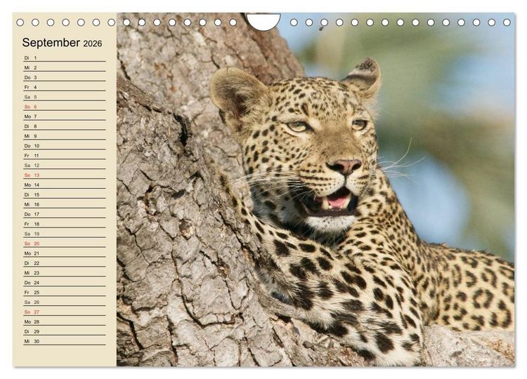 Produktbild: Die Lautlosen. Geparden und Leoparden (Wandkalender 2026 DIN A4 quer), CALVENDO Monatskalender