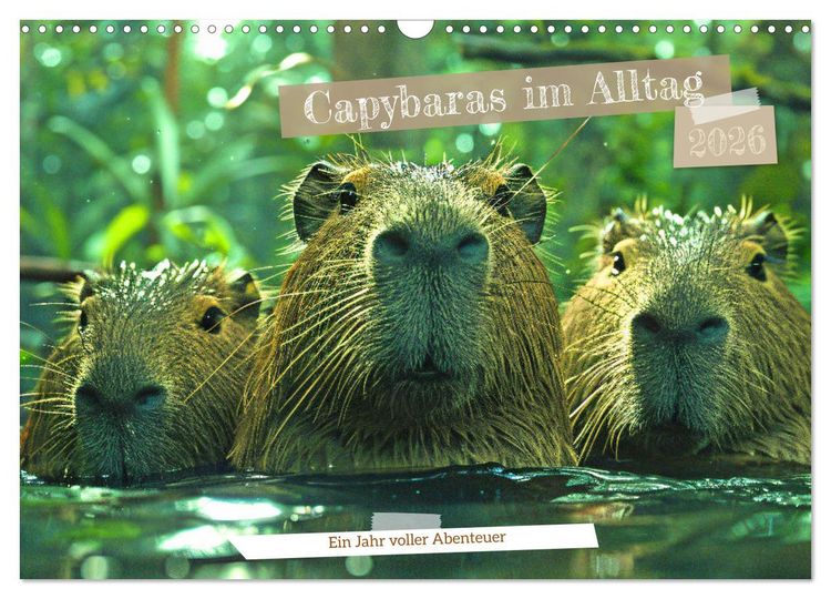 Produktbild: Capybaras im Alltag - Ein Jahr voller Abenteuer (Wandkalender 2026 DIN A3 quer), CALVENDO Monatskalender