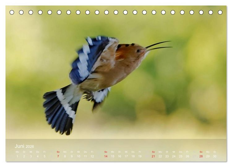 Produktbild: Wiedehopf (Tischkalender 2026 DIN A5 quer), CALVENDO Monatskalender