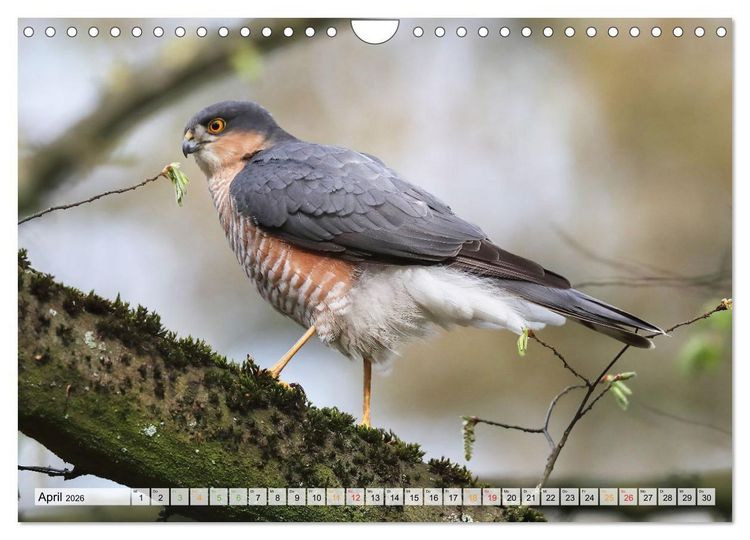 Produktbild: Spitze Krallen und scharfer Blick - Verhalten Sperber (Wandkalender 2026 DIN A4 quer), CALVENDO Monatskalender