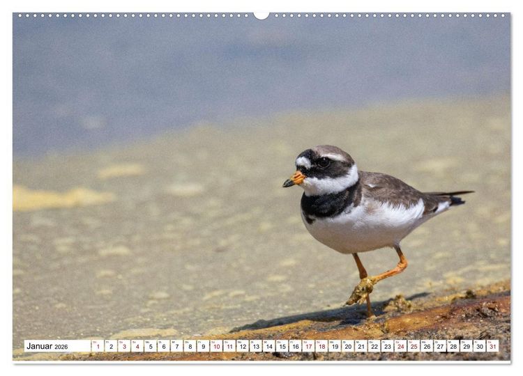 Produktbild: Vogelparadies Volvi-See (hochwertiger Premium Wandkalender 2026 DIN A2 quer), Kunstdruck in Hochglanz