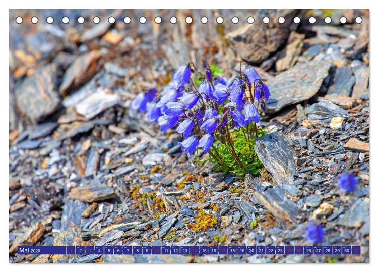 Produktbild: Meine sch&ouml;nsten Alpenblumen (Tischkalender 2026 DIN A5 quer), CALVENDO Monatskalender