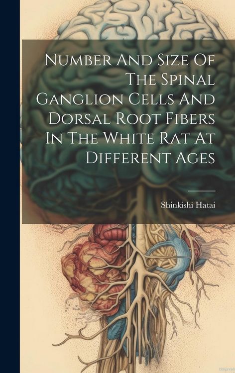 Produktbild: Number And Size Of The Spinal Ganglion Cells And Dorsal Root Fibers In The White Rat At Different Ages