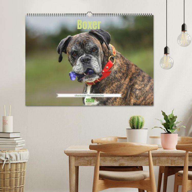 Produktbild: Boxer - charmante Herzensbrecher (Wandkalender 2026 DIN A2 quer), CALVENDO Monatskalender
