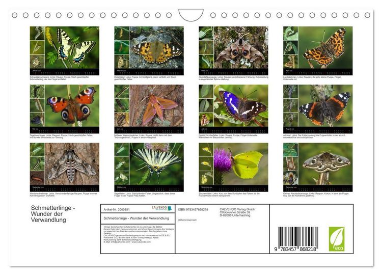 Produktbild: Schmetterlinge - Wunder der Verwandlung (Wandkalender 2026 DIN A4 quer), CALVENDO Monatskalender
