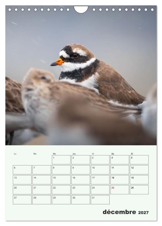 Produktbild: Le monde intime des oiseaux (Calendrier mural 2027 DIN A4 horizontal), CALVENDO calendrier mensuel