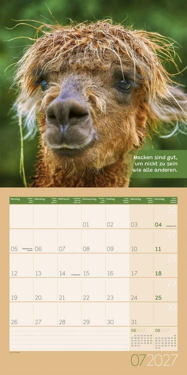 Produktbild: No Drama, Lama Kalender 2027 - 30x30 - Art12