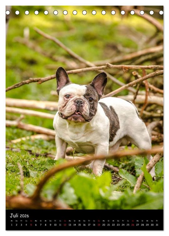 Produktbild: Franz&ouml;sische Bulldoggen - Eine Bully Liebeserk&auml;rung (Tischkalender 2026 DIN A5 hoch), CALVENDO Monatskalender